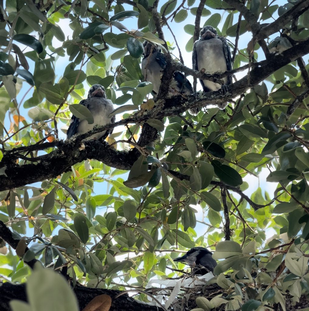 Three Baby Blue Jays on a branch