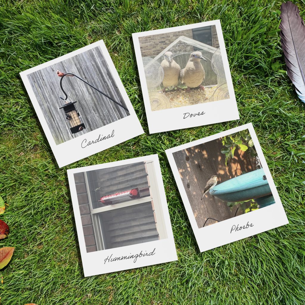 Birdwatching Polaroids on Grass