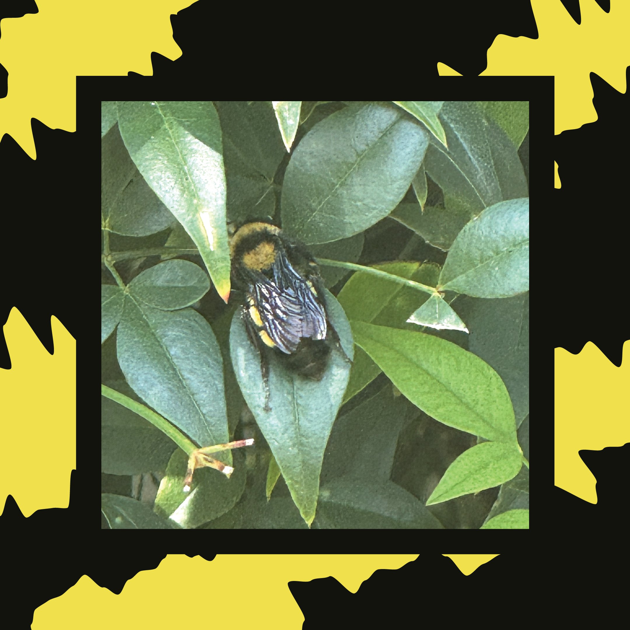 Bumble Bee Inspiration