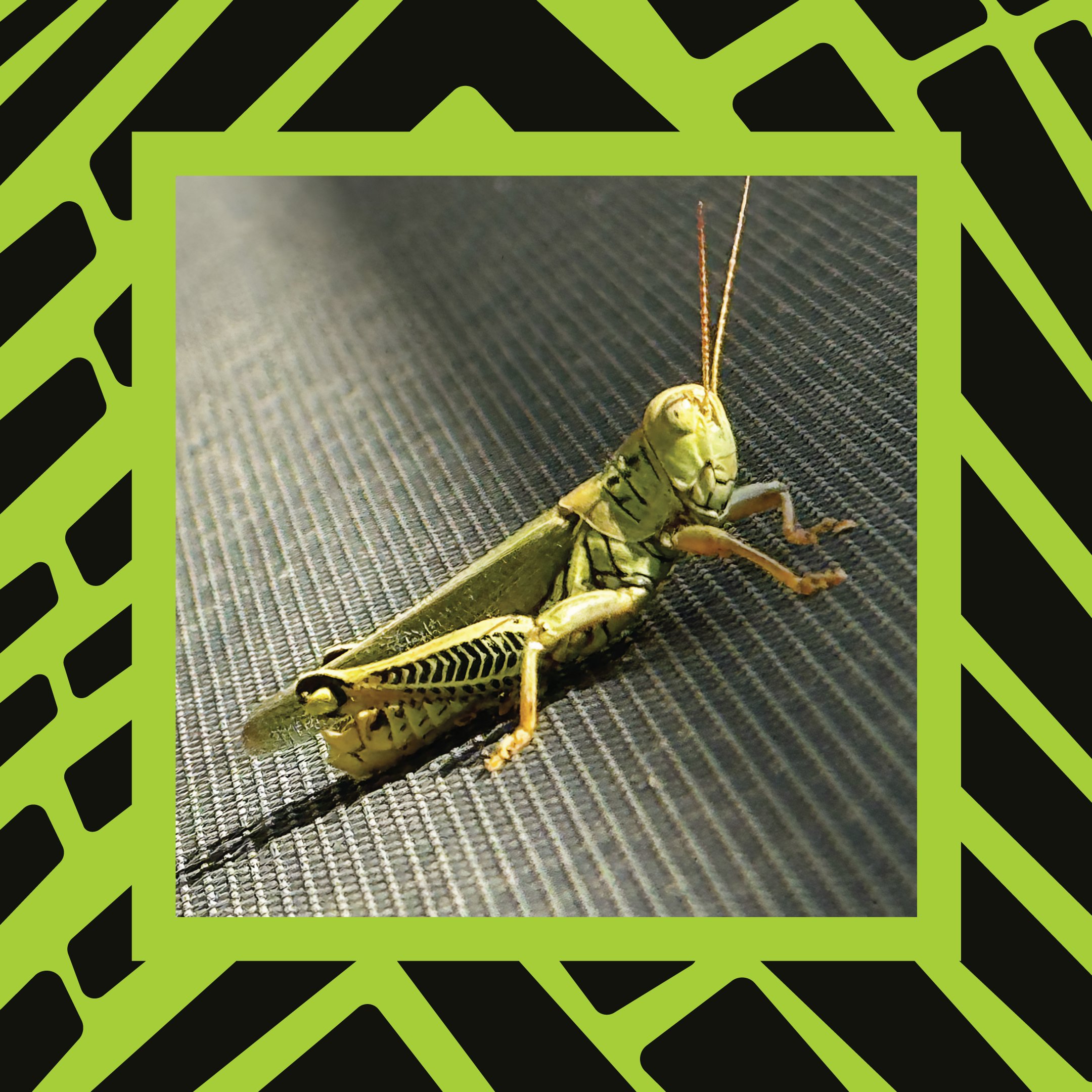 Grasshopper Inspiration