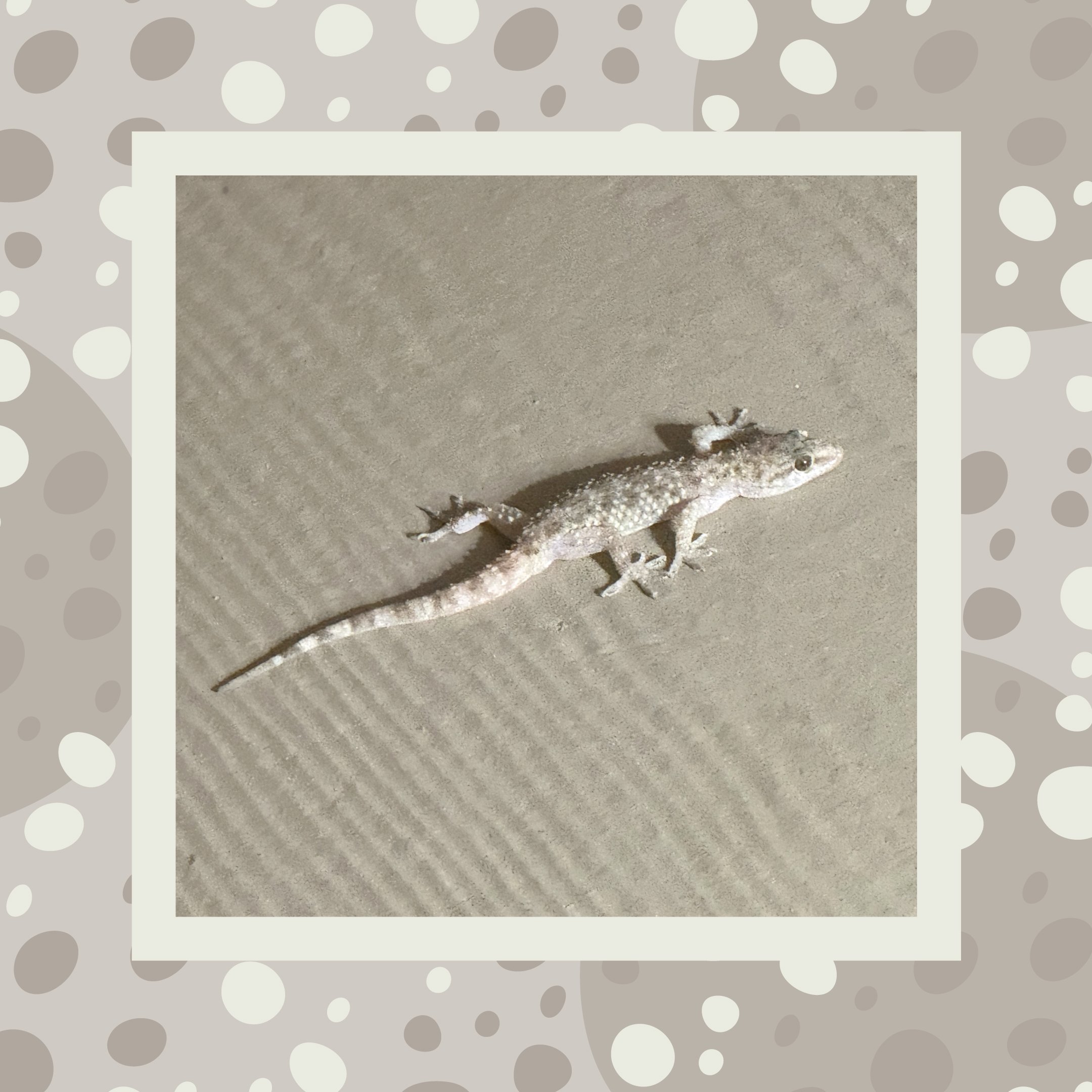 Lizard Inspiration