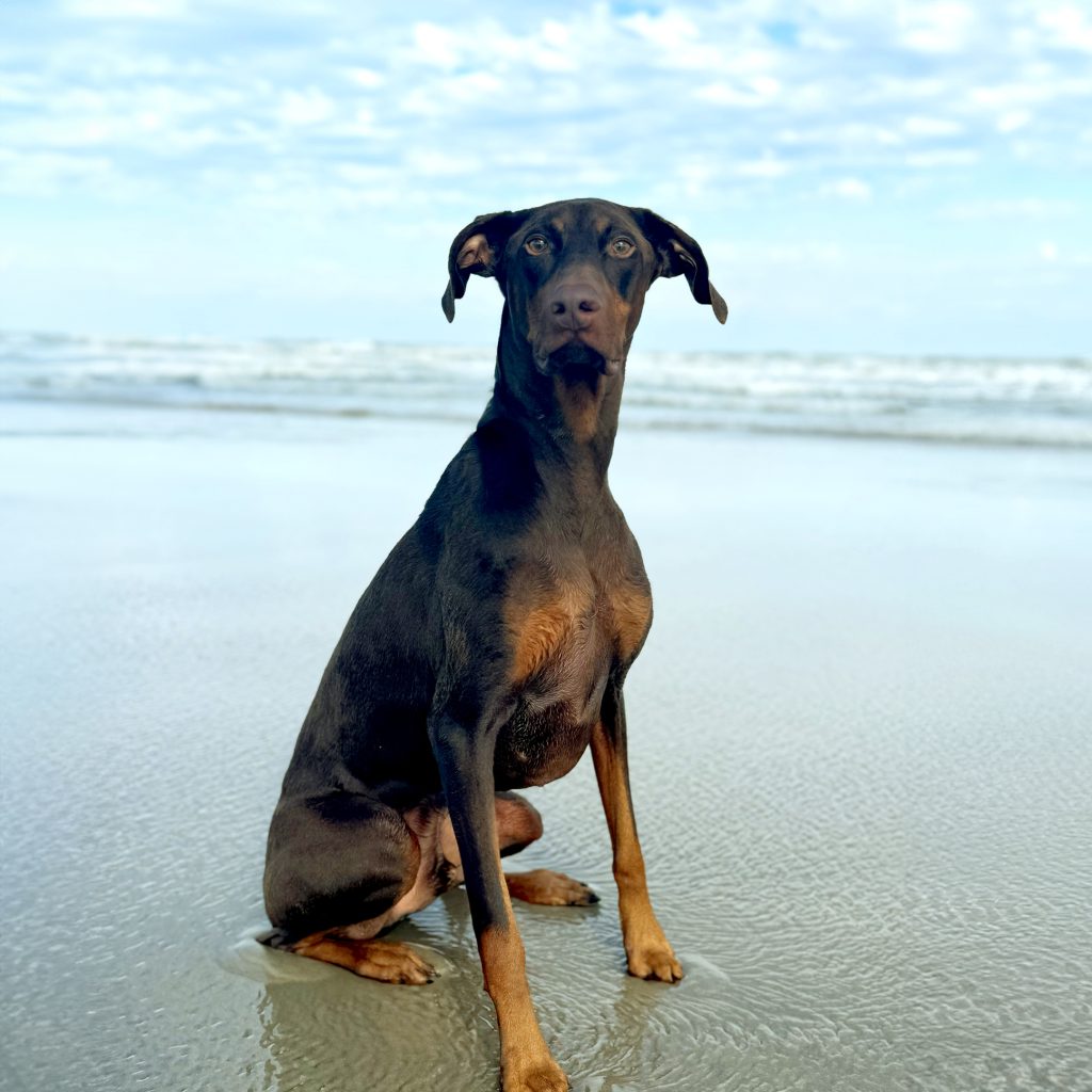Nacho on the Beach