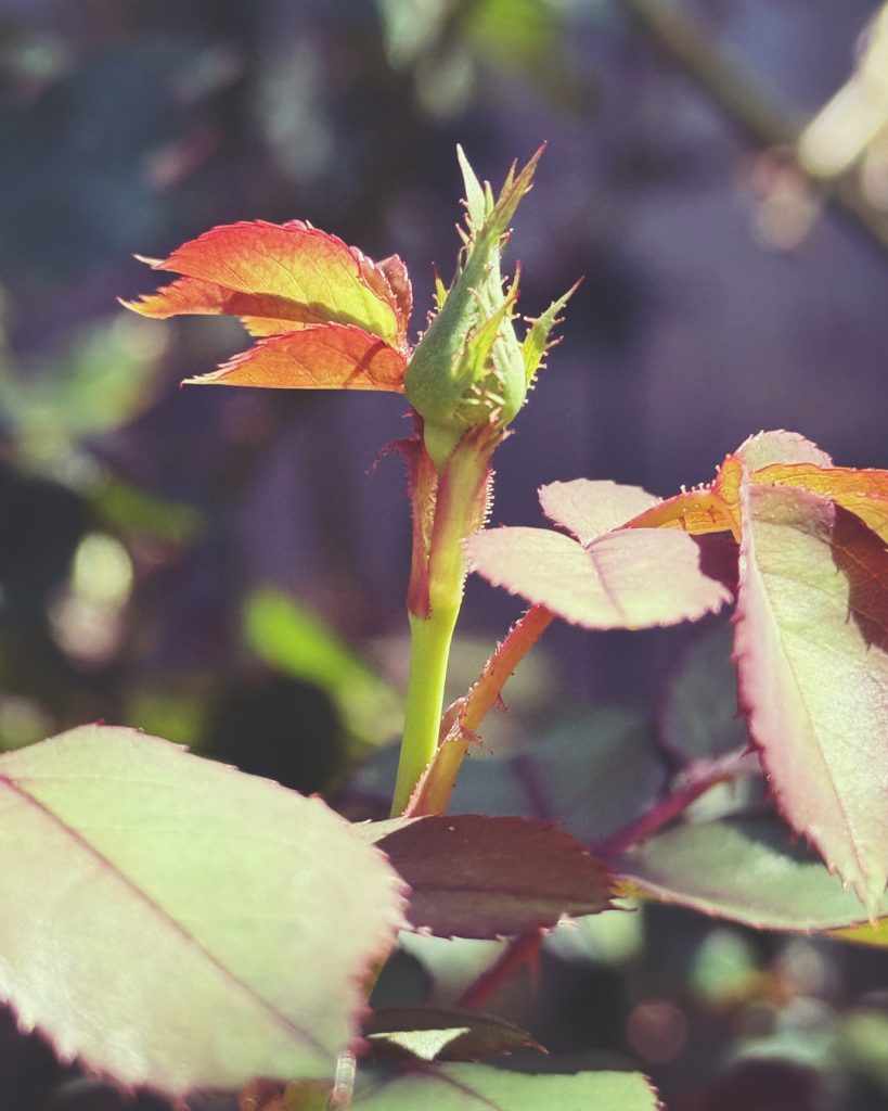 Rose Buds