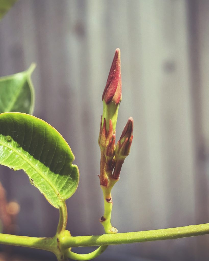 Dipladenia buds
