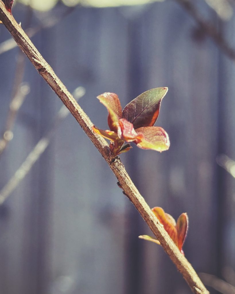 Myrtle Tree Leaves